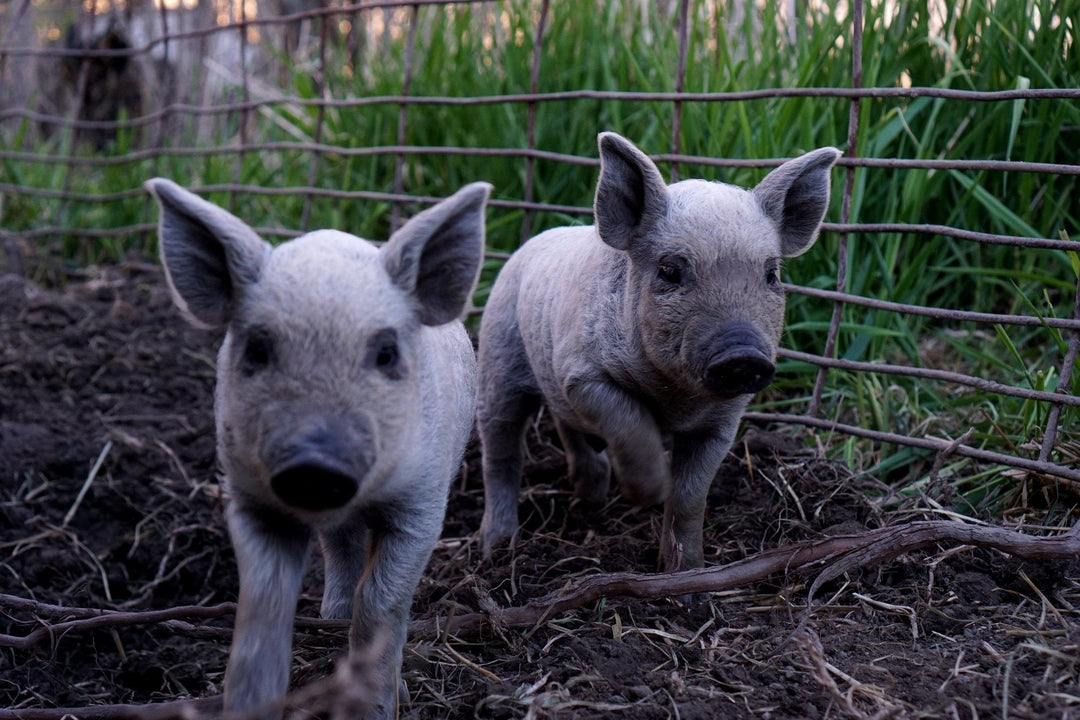 Mangalitsa Feeder Pigs for Sale - Acorn Bluff Farms