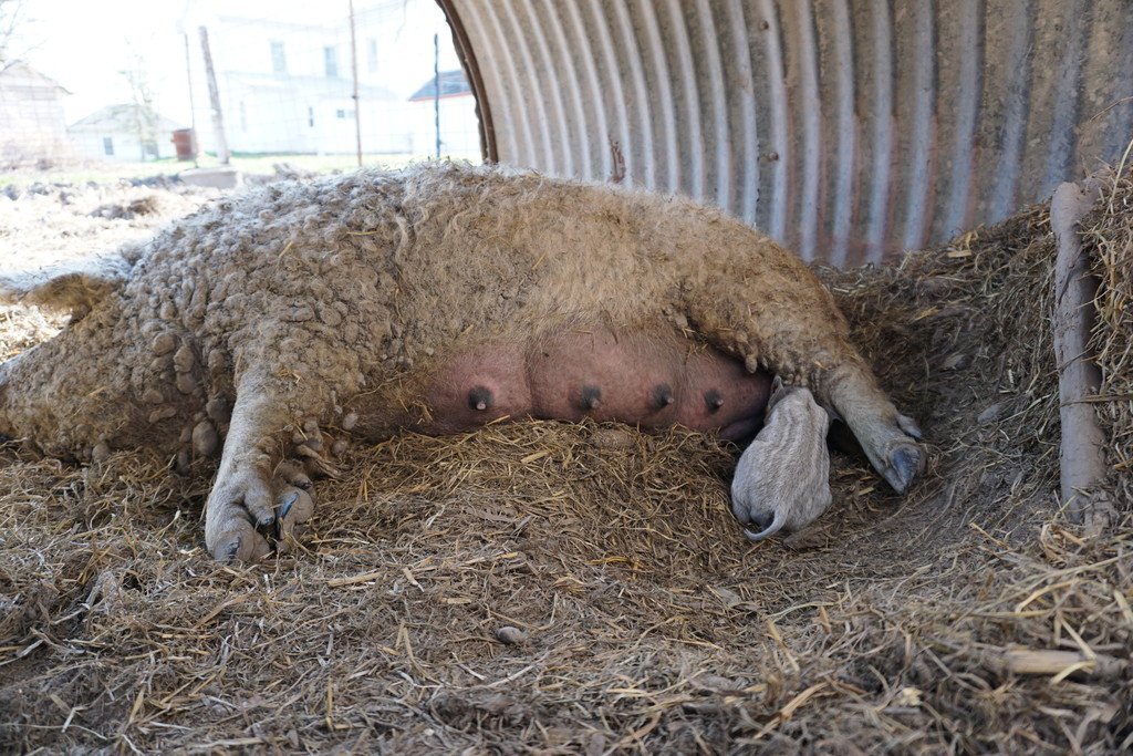 Mangalitsa Sows and Boars for Sale - Acorn Bluff Farms