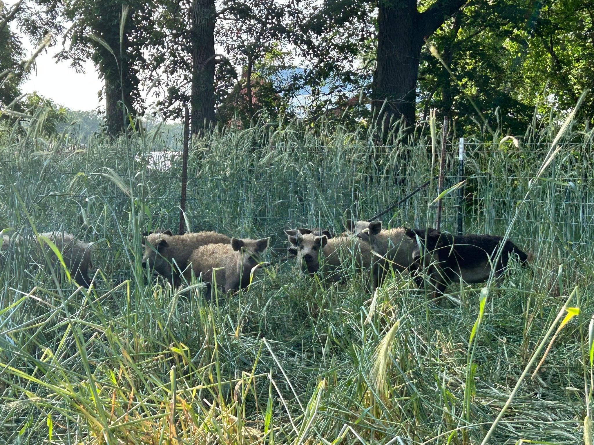 Rotational Grazing for Pastured Mangalitsa Pigs – Acorn Bluff Farms