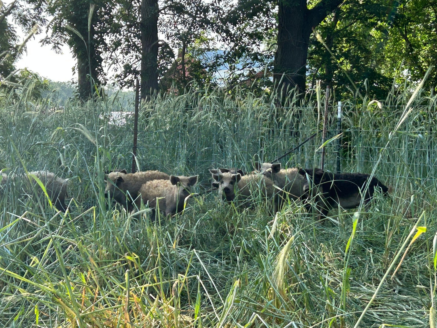 Rotational Grazing for Pastured Mangalitsa Pigs - Acorn Bluff Farms