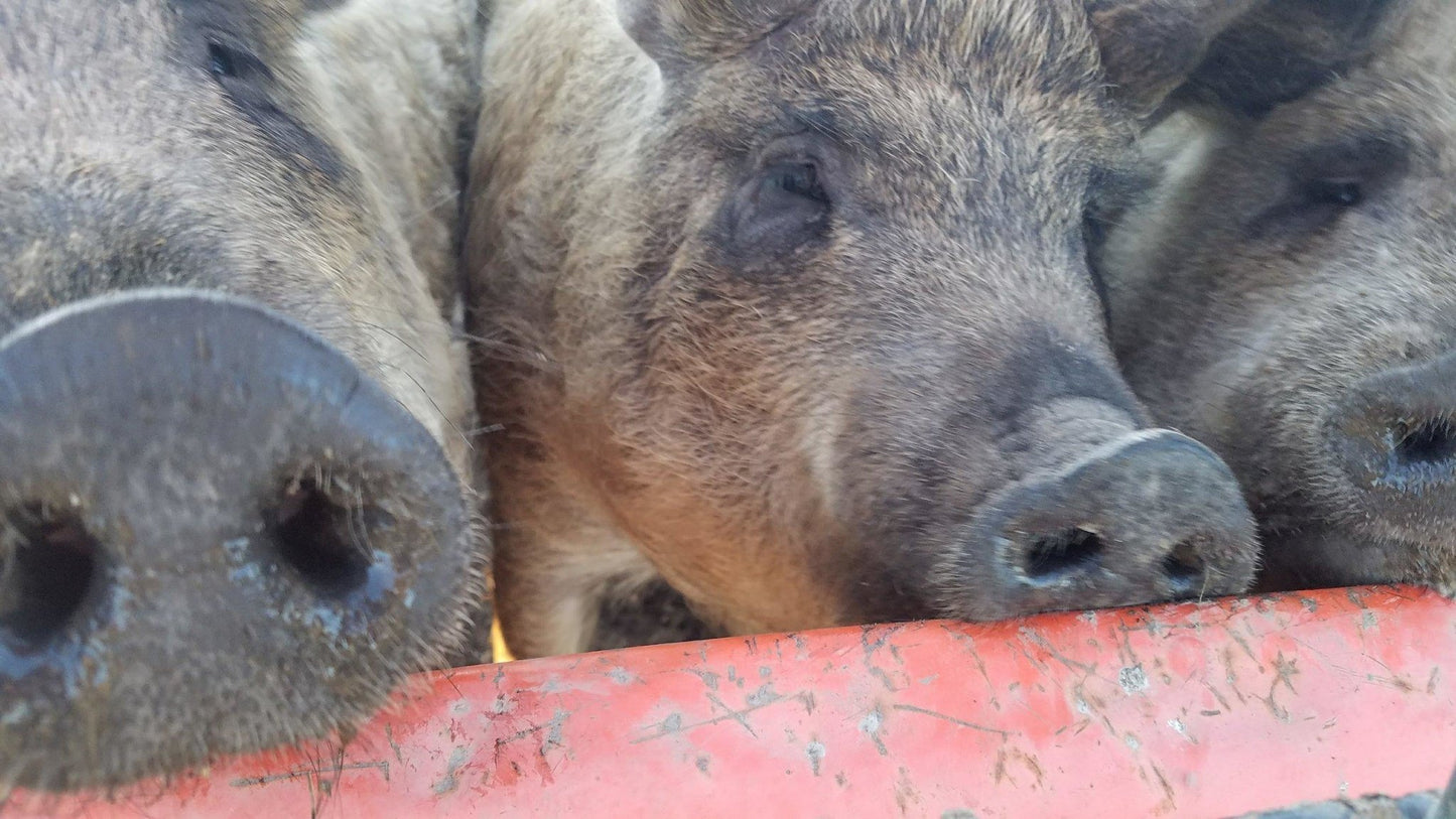 Why We Decided to Raise Hogs-The Old-Fashioned Way - Acorn Bluff Farms