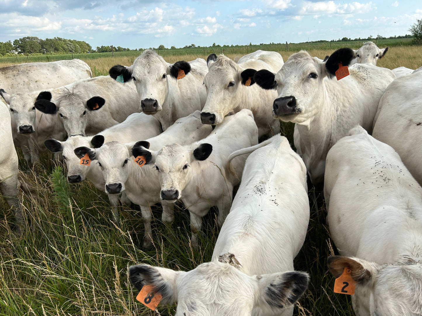 
                  
                    Freezer Filler Box-Regenerative Beef, and Mangalitsa-FREE SHIPPING!
                  
                