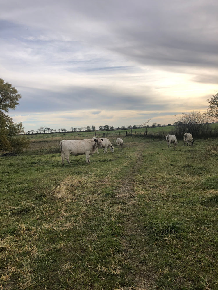 
                  
                    Freezer Filler Box-Regenerative Beef, and Mangalitsa-FREE SHIPPING!
                  
                